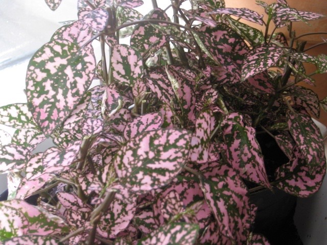 Polka-dot Plant in Color
